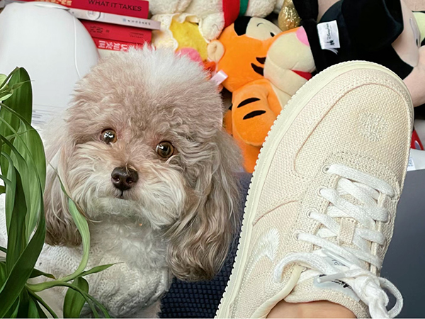 Stussy x Nike Air Force 1購買
